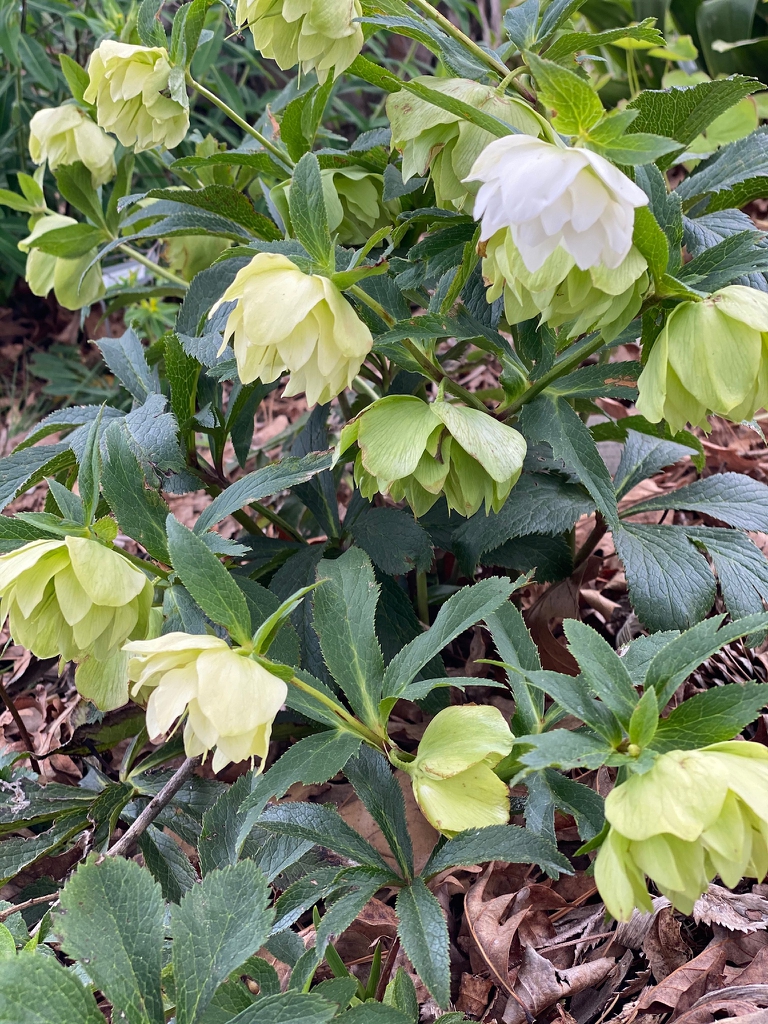 Helleborus x hybridus