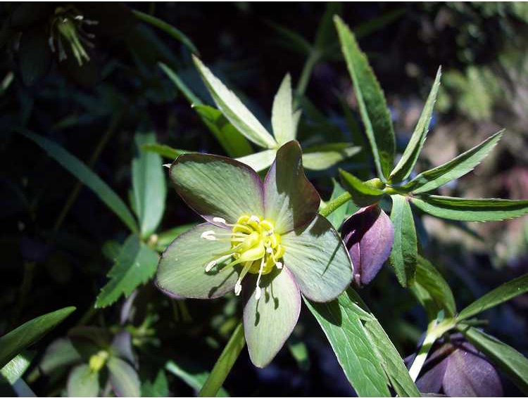 Helleborus croaticus in bloom at the JC Raulston Arboretum