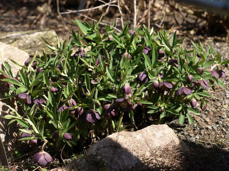 Helleborus croaticus full plant