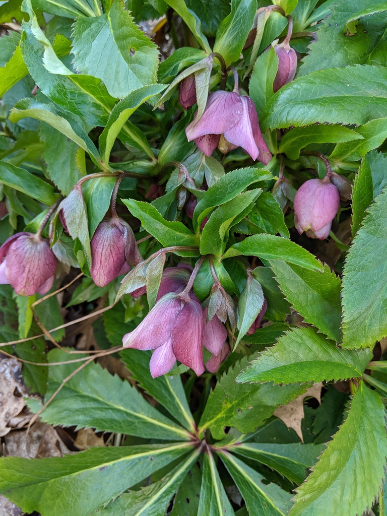 Helleborus orientalis