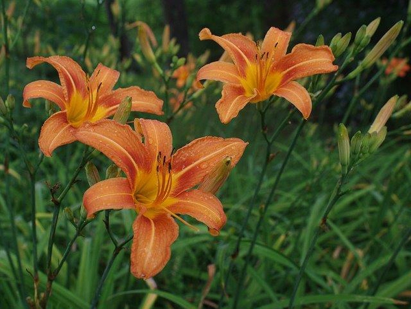 Hemerocalis fulva