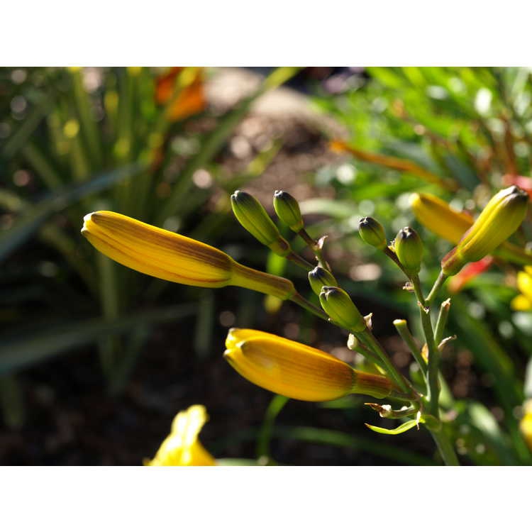 Flower buds