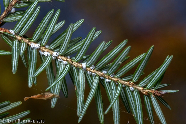 Hemlock woolly adelgids