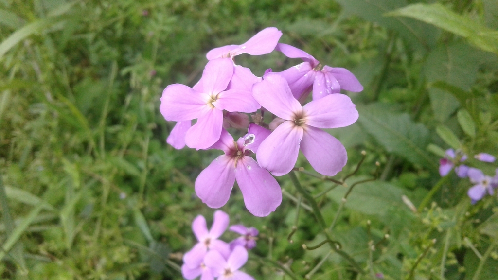 Clusters of pink, 4-petaled flowers.