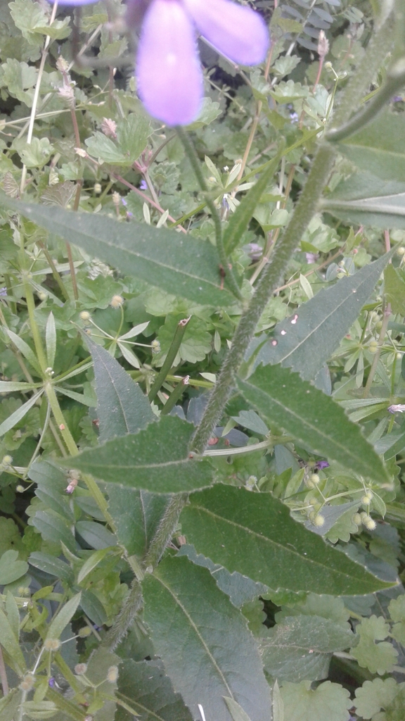 Close up of the stem and alternate ovate leaves.