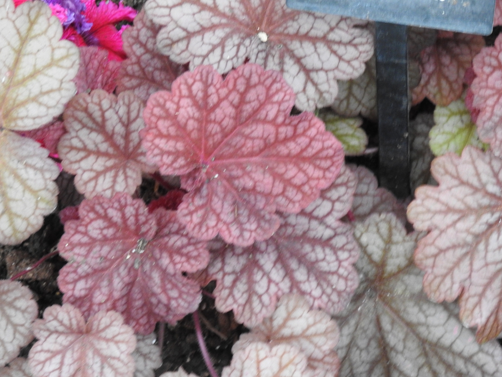 Purple-red leaves