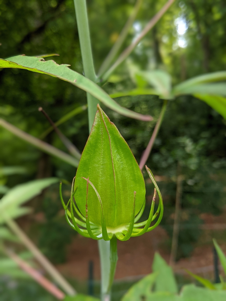 Bud July 2021 Cabarrus