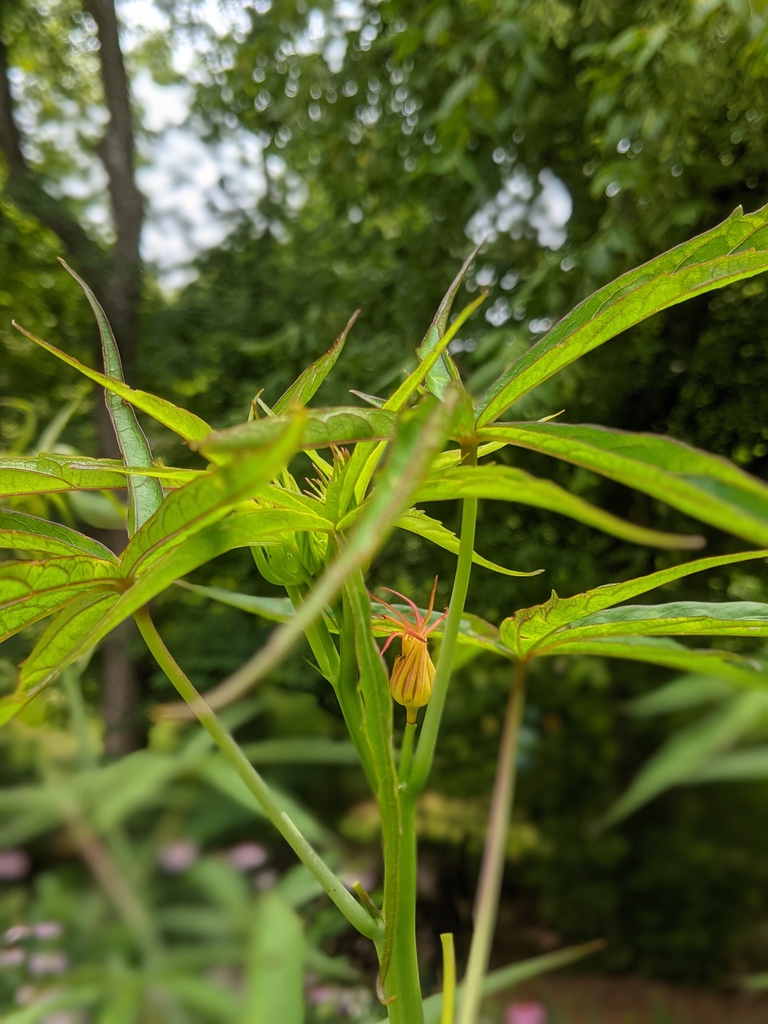 Buds
