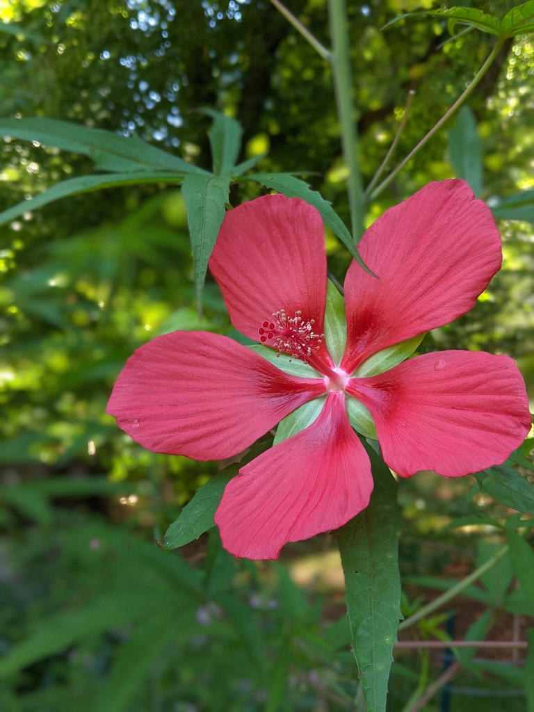 Flower leaves July 2021
