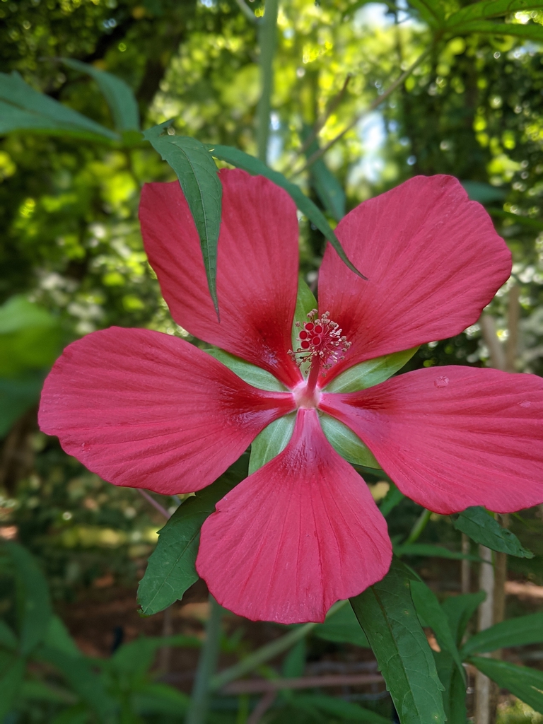 Flower July 2021 Cabarrus