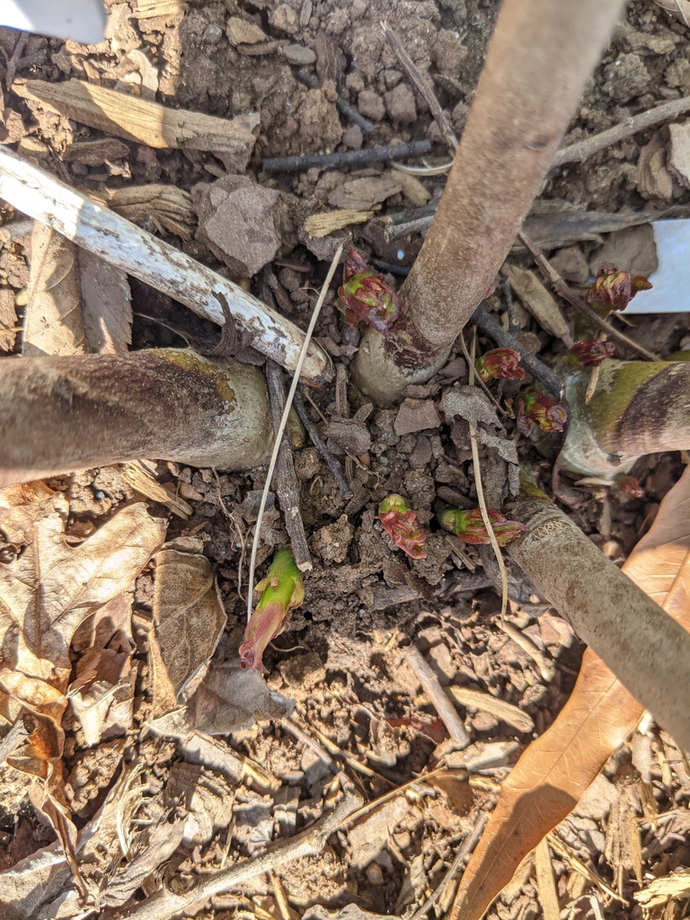 Emerging spring growth