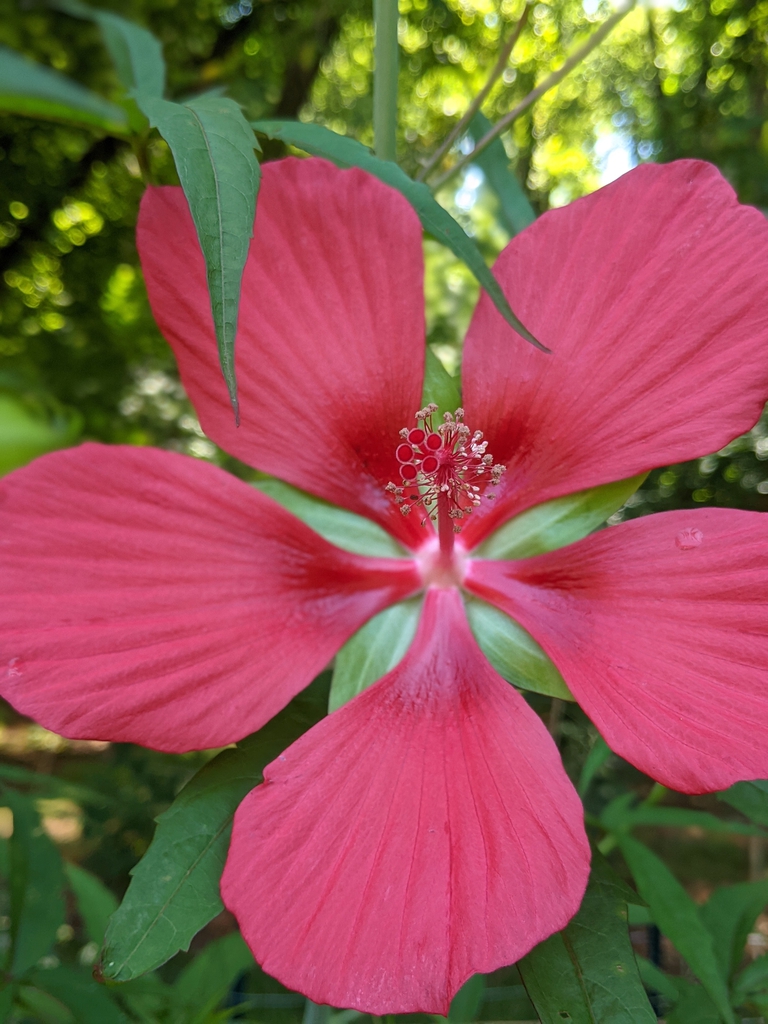Flower close up July 2021