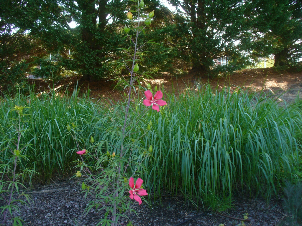 large patch of shrubs with red flowers