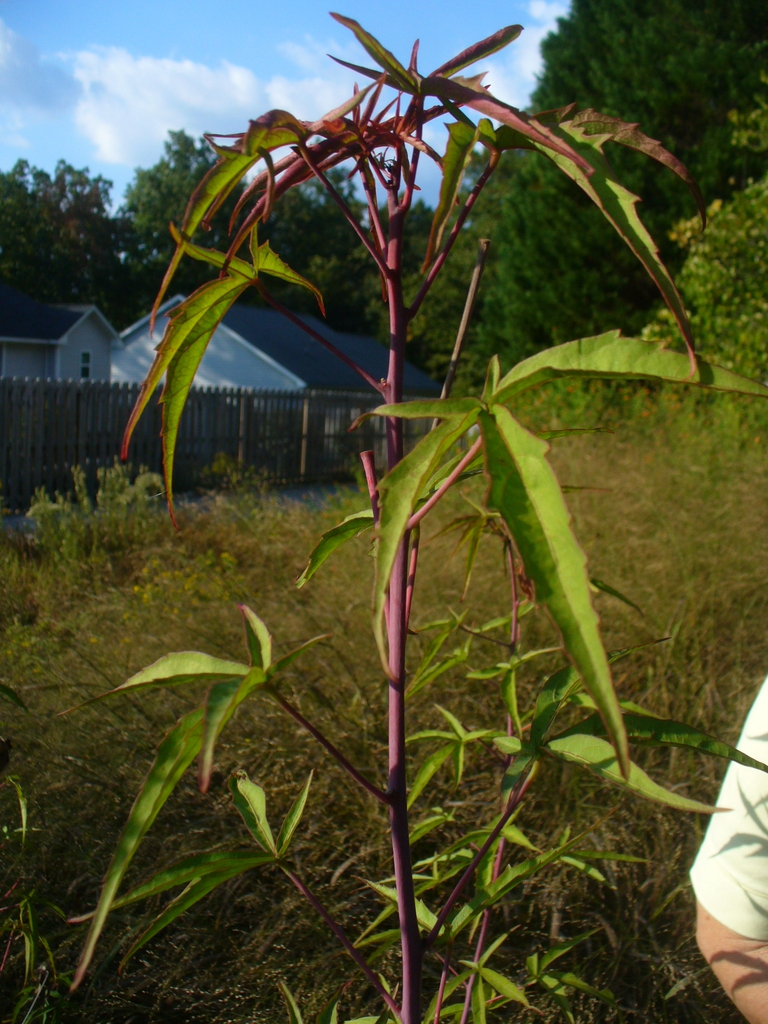 Hibiscus coccineus's leaves in the fall in Moore County