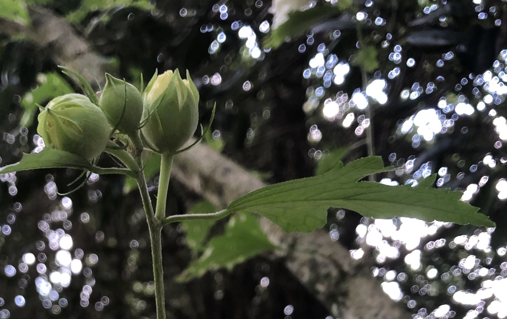 Flower buds and leaf, Wake Co. NC, early fall