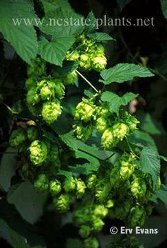 Humulus lupulus