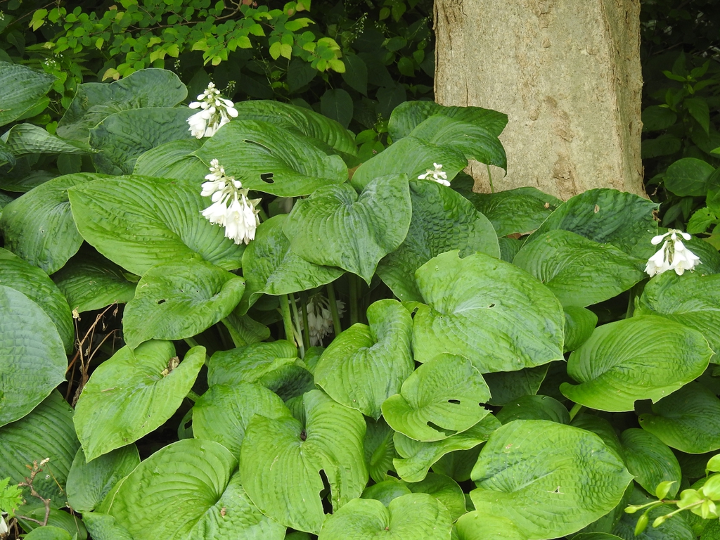 Hosta flowers