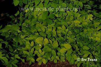 Humulus lupulus