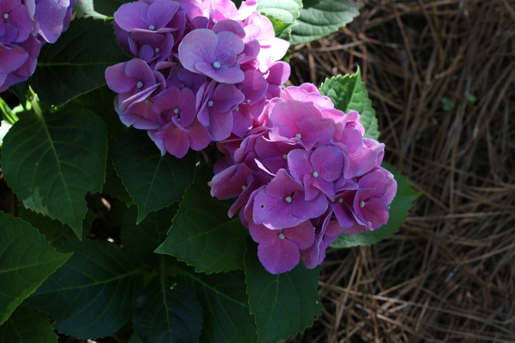 flowers, Cabarrus County, NC
