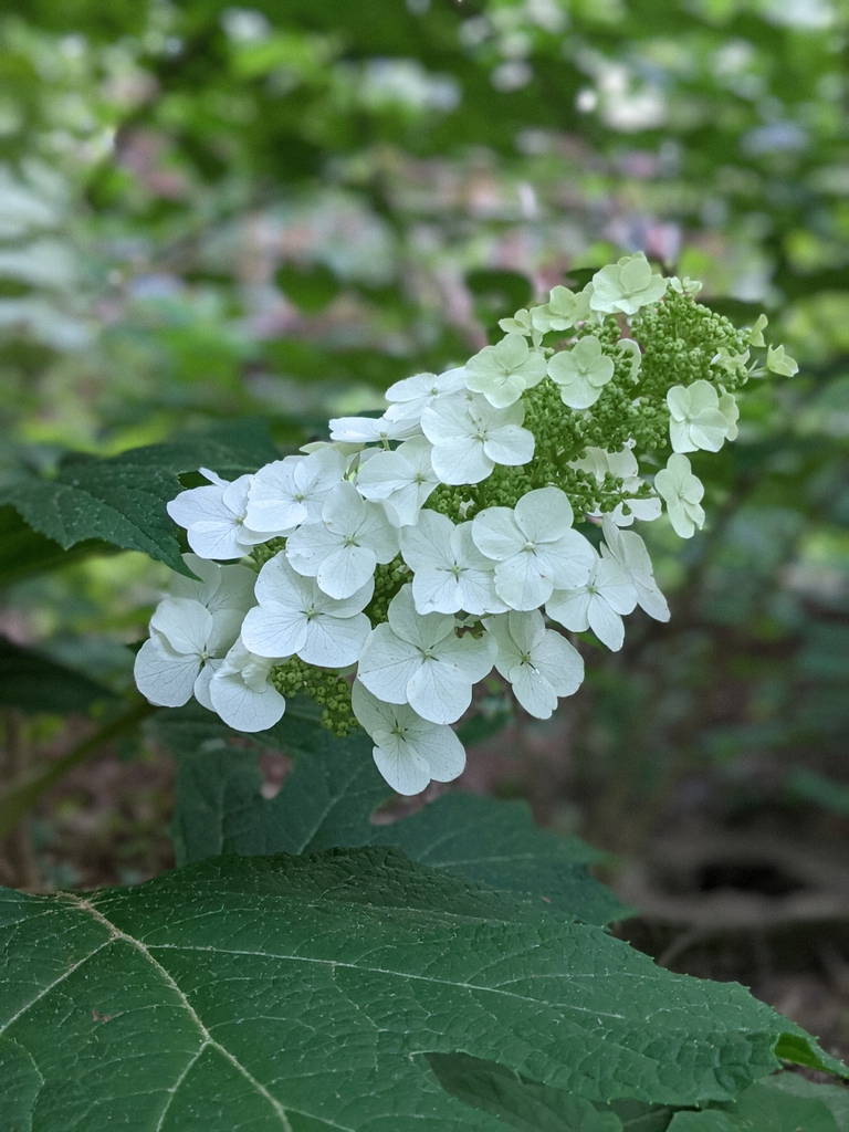 'Snow Queen' flowers and buds June 2021