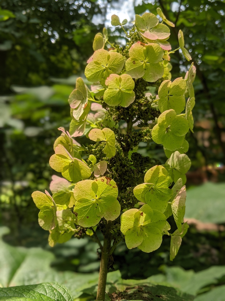 'Snow Queen' old flower July 2021