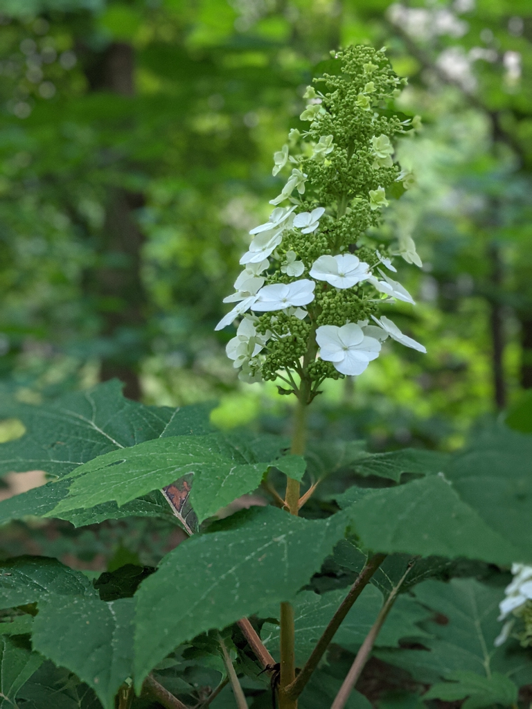 'Snow Queen' flowers and buds May 2021