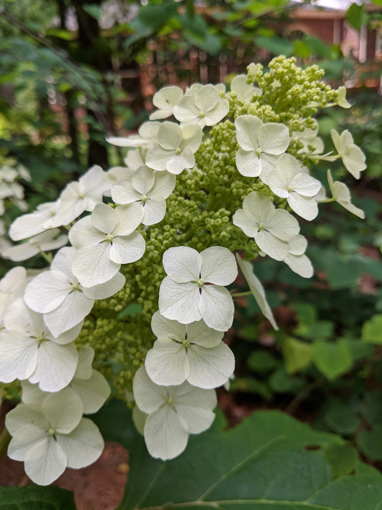 Hydrangea quercifolia
