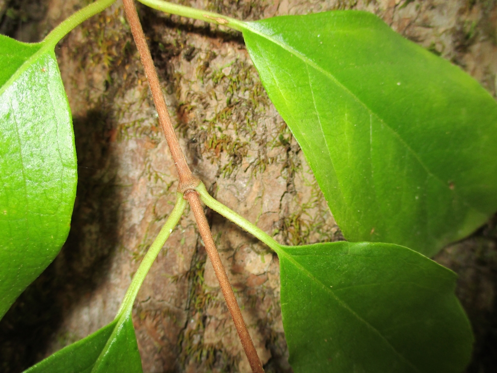 Opposite Leaf Arrangement