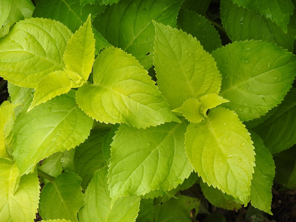 Hydrangea macrophyllya 'Lemon Daddy'