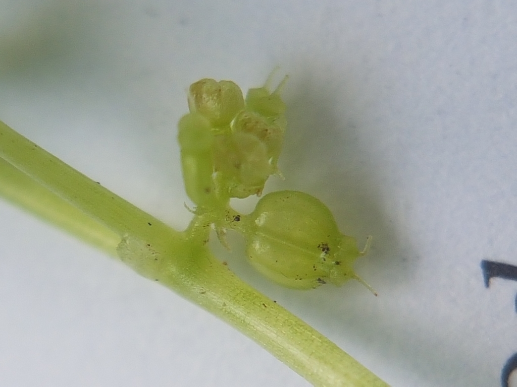 Fruit