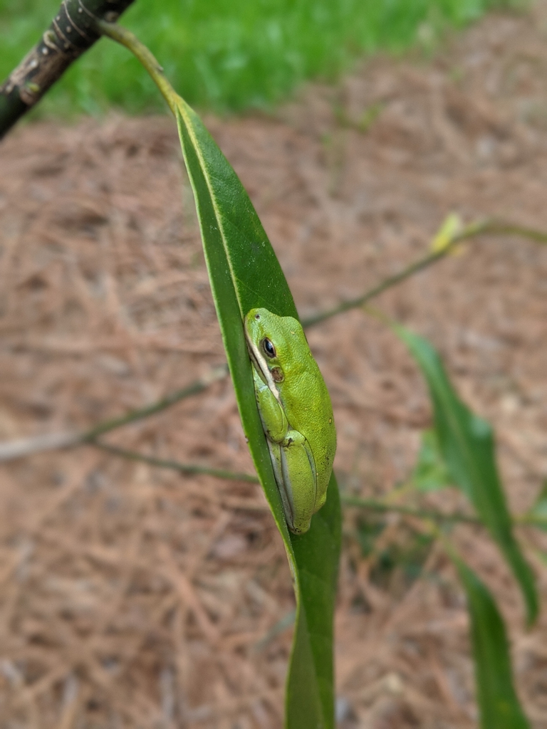 Leaf with green tree frog (Cabarrus County, NC)