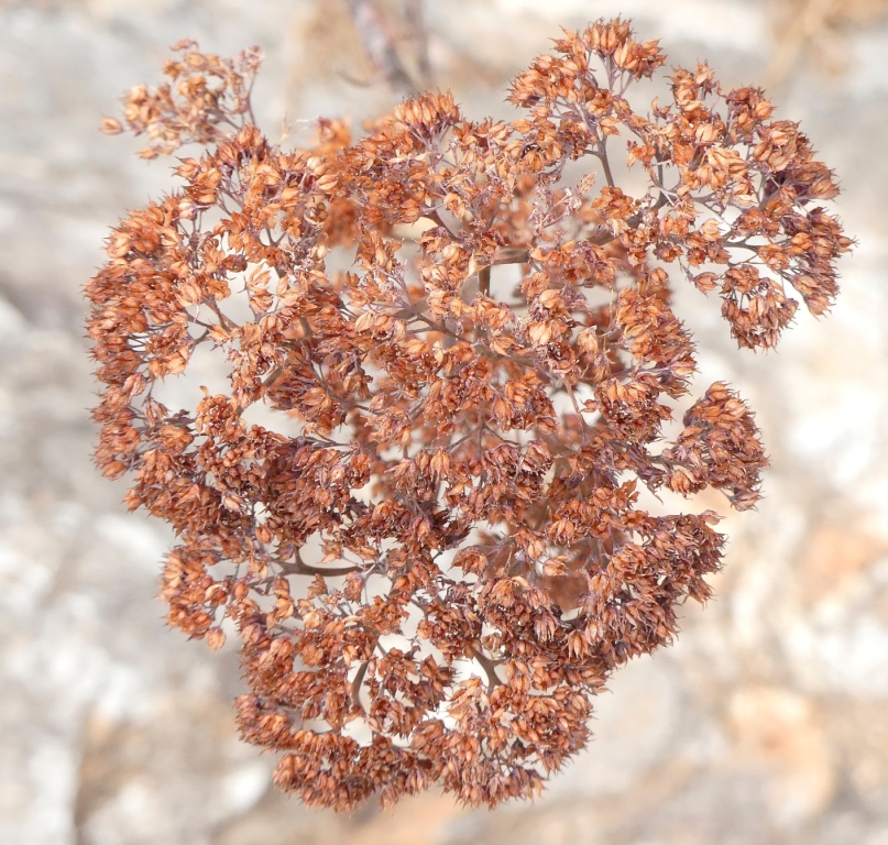 Dried Flowerhead - March 5 - Haywood Co., - NC