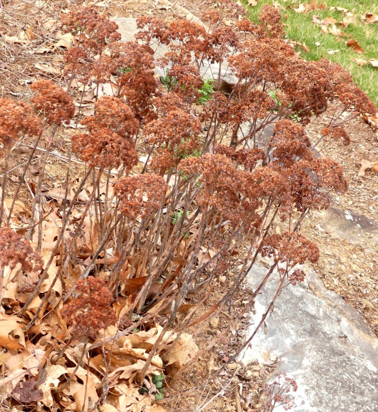 Dried Flowerheads - March 5 - Haywood Co., - NC
