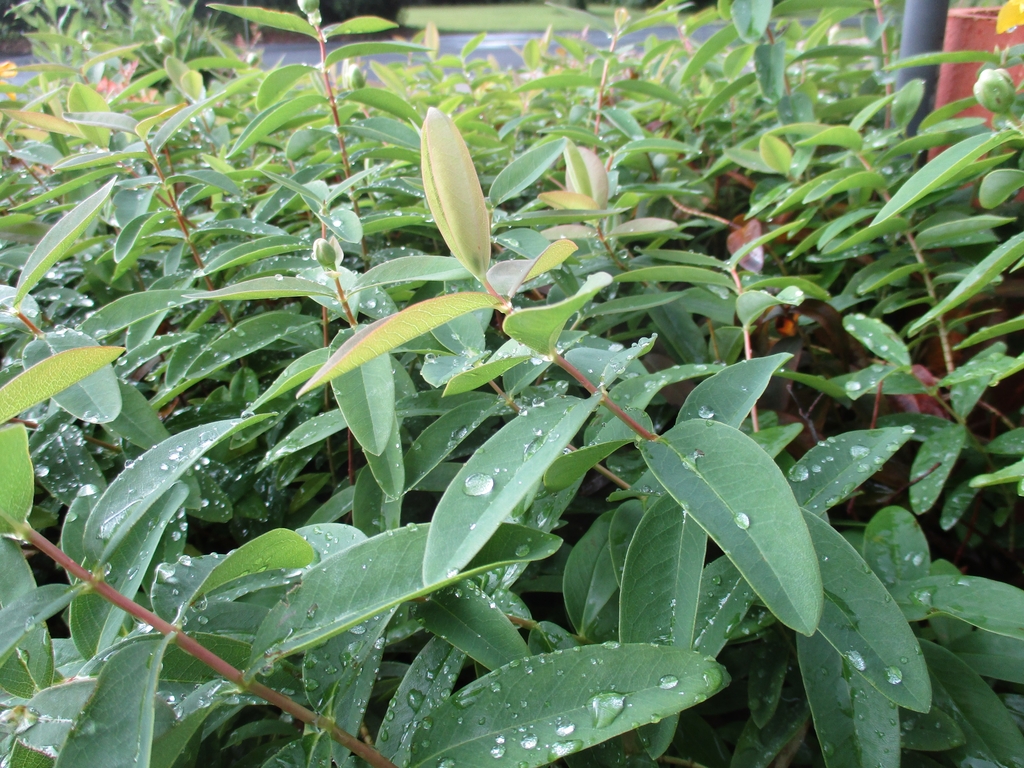Foliage showing opposite leaves.