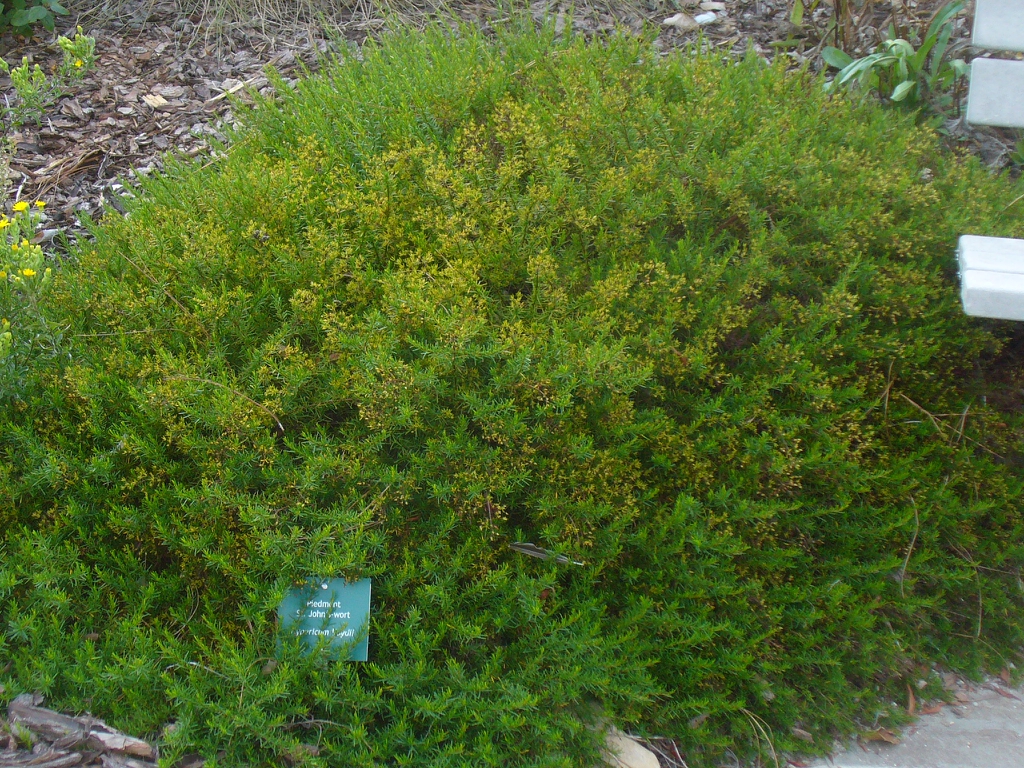 Hypericum lloydii in late summer in Moore County