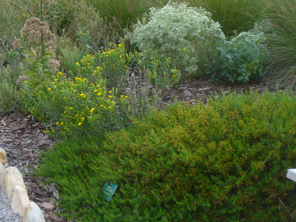 Chrysopsis mariana in late summer in Moore County