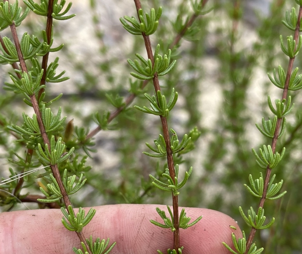Small linear leaves on a reddish-brown stem