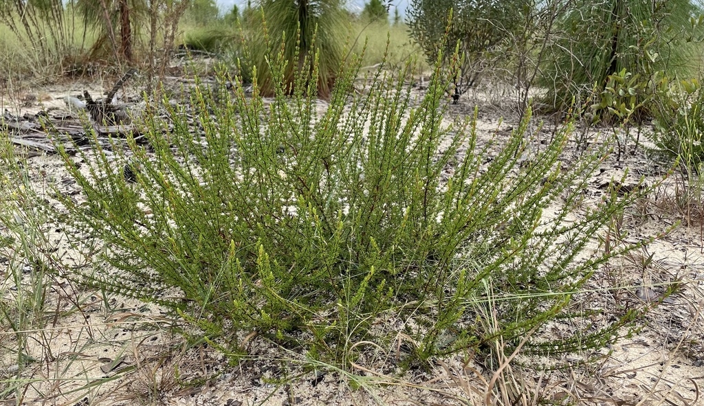 Upright spreading form