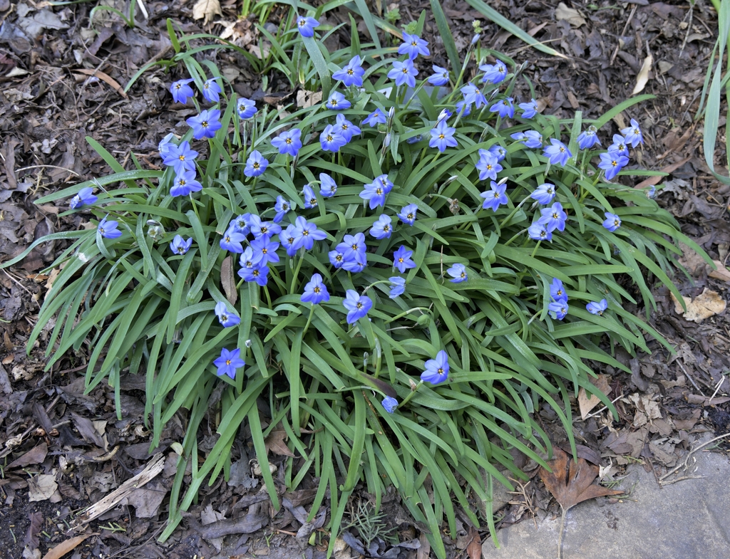 Low growing mat with blue flowers