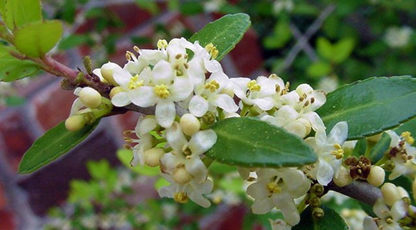 Ilex vomitoria