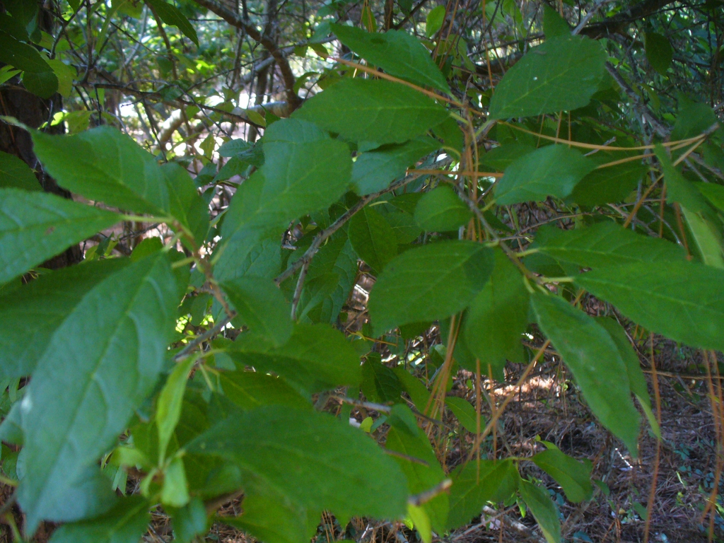 Ilex verticillata in summer in Moore County