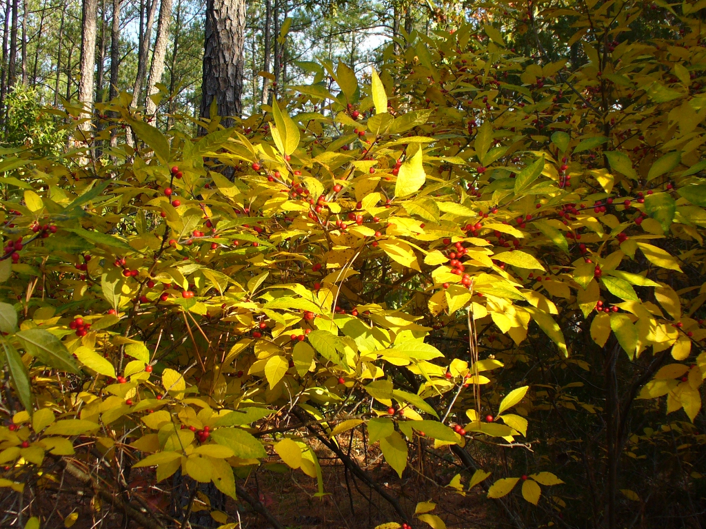 ilex verticulata in fall in Moore County