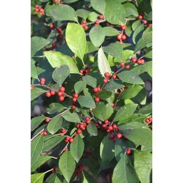 Spiny-margined leaves and red fruits.
