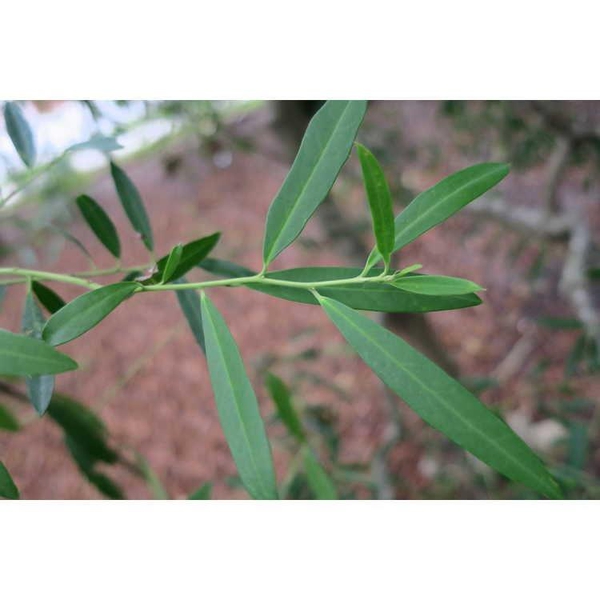 Leaves
