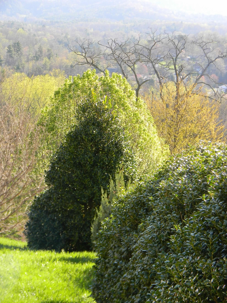 Ilex cornuta 'Dwarf Burford'