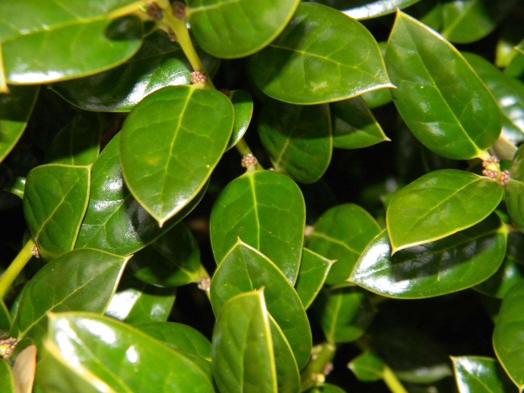 Ilex cornuta 'Dwarf Burford'