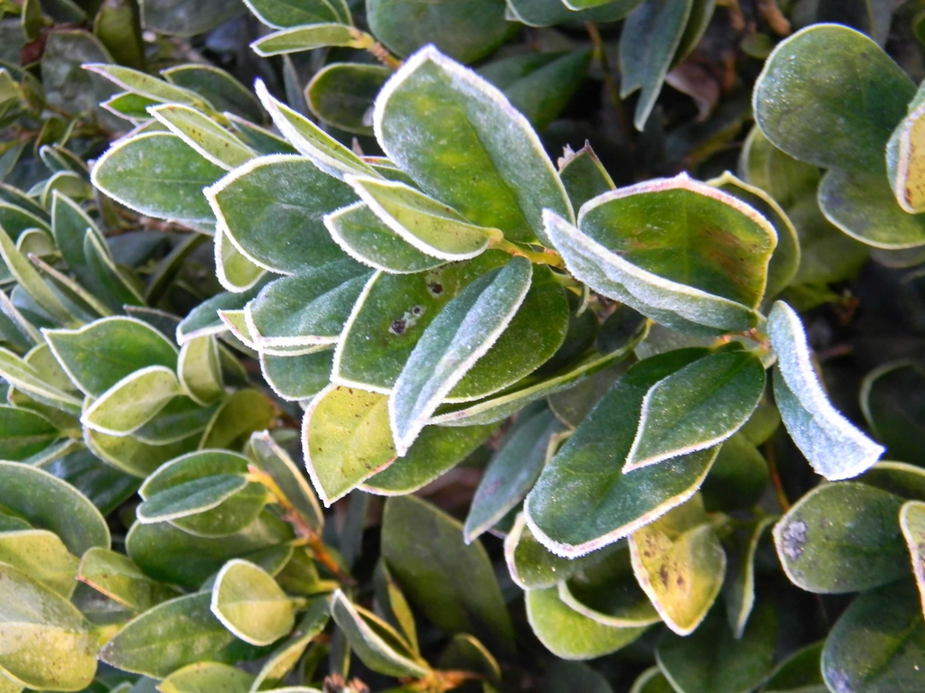 Ilex cornuta 'Carissa'