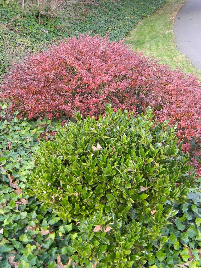 Ilex cornuta 'Carissa'