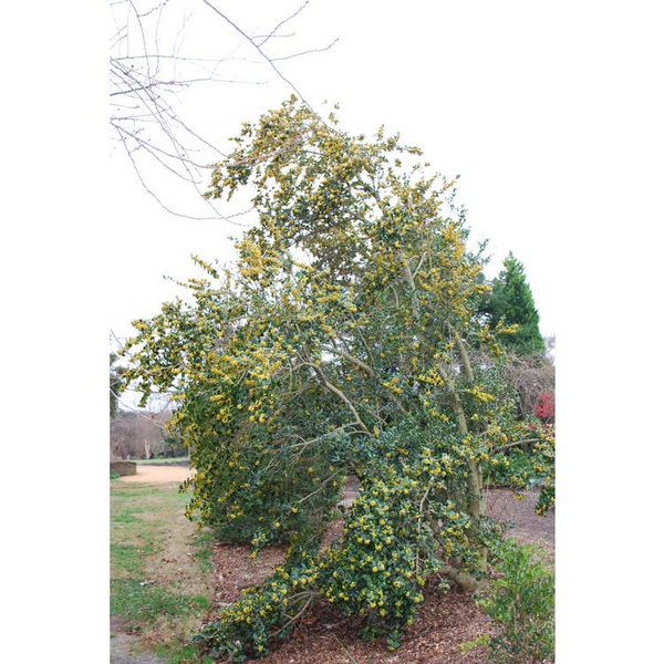 Ilex cornuta 'D'Or'