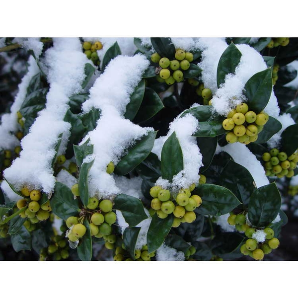 Ilex cornuta 'D'Or'